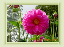 Blossom Park - Munnar