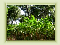 Carmom Plantation - Munnar