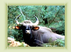 Chinnar Sanctuary - Munnar