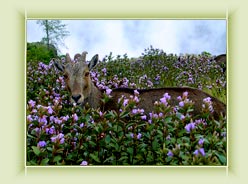 Eravikulam Park - Munnar