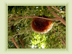 Honey Tree-Munnar