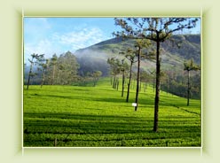 Photo Point View-Munnar