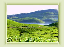 Pothamedu View - Munnar
