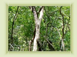 Sandalwood Forest - Munnar