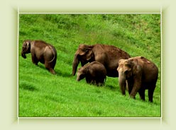 Shooting Point-Munnar