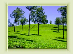 Signal Point - Munnar