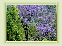 Vaaguvaarai - Munnar